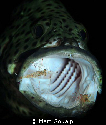 The grouper opens the mouth with the signal. He is like a... by Mert Gokalp 